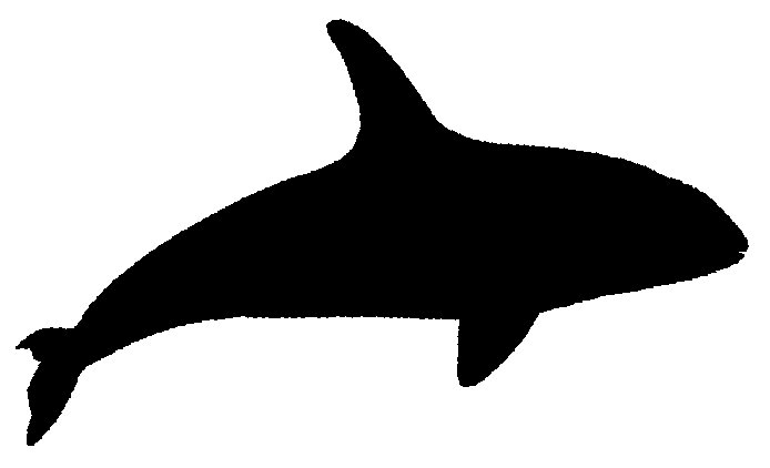 Killer whale.jpg